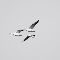 Fototapeta premium Majestic Snow Geese Flying Through Misty Sky