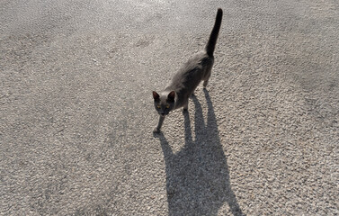 A beautiful grey street cat walks on an asphalt road