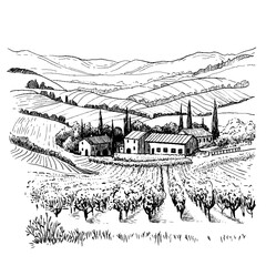 Landscape of rows of vineyards and farm winery in graphic style. Vector Illustration