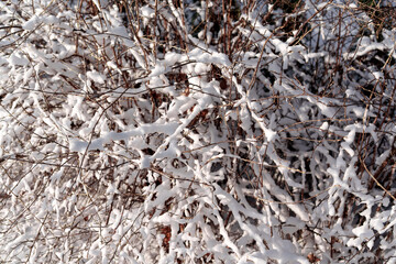 A bush covered in snow in the evening sun