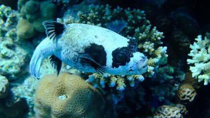 Masked puffer (Arothron diadematus) undersea, Red Sea, Egypt, Sharm El Sheikh, Montazah Bay
