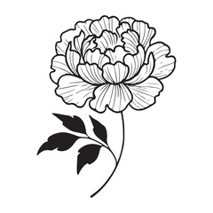 Peony Flower Outline Illustration Vector Floral Design Element Graphic