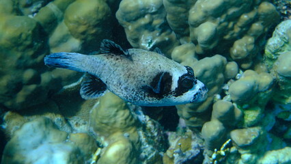 Masked puffer (Arothron diadematus) undersea, Red Sea, Egypt, Sharm El Sheikh, Montazah Bay