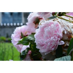 Peonies in bloom