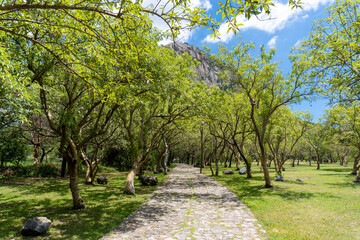 Camino arbolado hacia la Zona Arqueológica de Chalcatzingo, Morelos