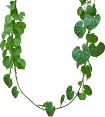 Vine plant, Branch creeper leaf green, Liana tropical nature transparent background