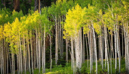 tall aspen bushes at uinta wasatch cache national forest in utah
