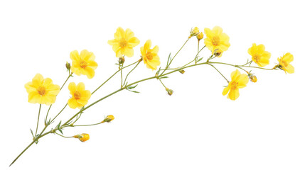 yellow flowers isolated on white background 