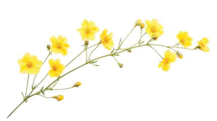 yellow flowers isolated on white background 