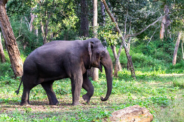 Close up shot taken of an elephant on it's musth or must period in a forest