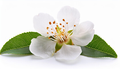 almond white flower isolated on white background