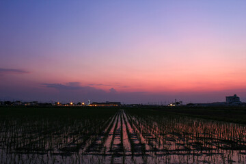 群馬県玉村町の水田と玉村花火大会の観覧会場