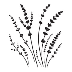 Lavender Flowers Silhouette Vector Illustration Botanical Art