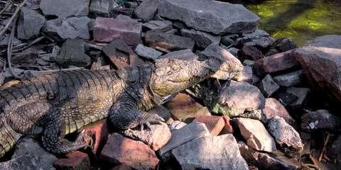 Crocodile Basking in the Sun with Bricks and Rocks Background