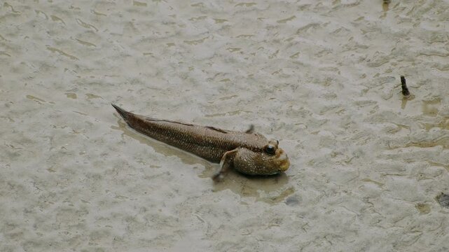 Amphibious mudskipper demonstrating remarkable breathing mechanism and survival skills while resting on wet sandy coastal terrain during low tide