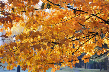 abstract autumn background