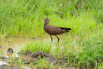 Ombrette africaine,. Scopus umbretta, Hamerkop