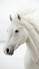 Fototapeta premium White horse with its mane blowing in the wind, creating a sense of freedom and grace against a white background