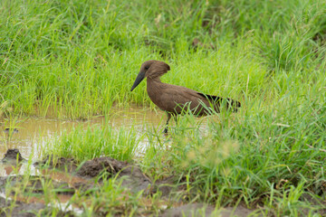 Ombrette africaine,. Scopus umbretta, Hamerkop
