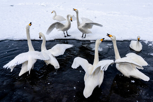 View of whooper swans squabbling on the pristine, icy surface of Lake Kussharo in winter, Akan-Mashu National Park, Hokkaido Prefecture, Japan.