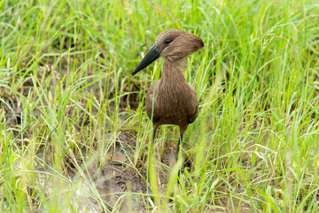 Ombrette africaine,. Scopus umbretta, Hamerkop