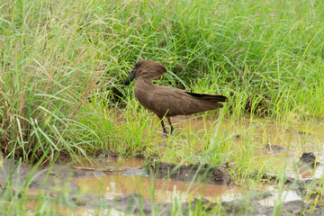 Fototapeta premium Ombrette africaine,. Scopus umbretta, Hamerkop