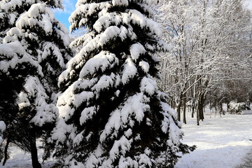 Winter park, forest covered with snow. Picturesque winter New Year's landscape