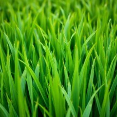 Fototapeta premium Green grass paddy rice. texture and variation in the green tones. 