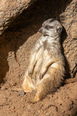 suricate © Wojciech