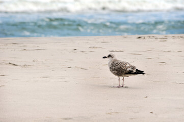 mottled seagull on the shore of the Baltic Sea