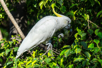 yellow-crested cockatoo