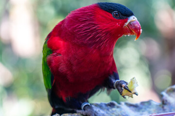 Purple-bellied Lory