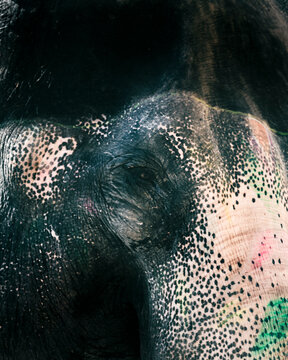 View of a majestic and colorful elephant with vibrant patterns and texture, Amber Fort, Jaipur, Rajasthan, India.