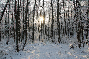 Snowy forest under the sunset sky