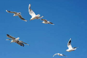 seagulls in the blue sky