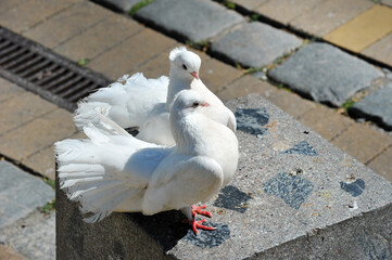 pair of white pigeons are sitting together