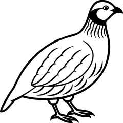 Quail on white background