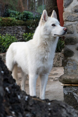 Husky blanco posando junto a una estructura de piedra en un entorno natural