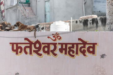 View of a peaceful dog resting against a wall with Hindi script, Jodhpur, India.