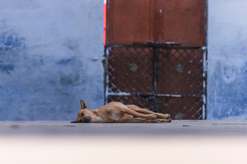 View of a serene dog resting by a colorful wall and door, Jodhpur, India.
