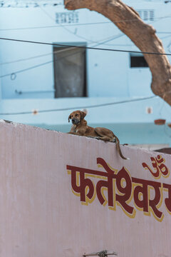Jodhpur, India - 10 December 2024: View of a serene dog resting on a rooftop with traditional architecture and cityscape, Jodhpur, India.