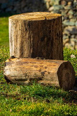 Fototapeta premium CUTTING TRUNK