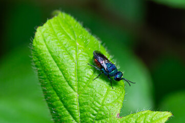 Metallic Green Cuckoo Wasp on a Vibrant Green Leaf in a Forest Setting