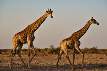 Giraffes