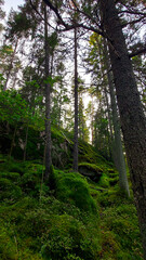 path in the forest