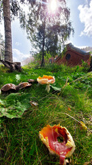 Mushrooms in the grass
