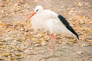 white stork against the backdrop of an autumn garden