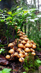 Mushrooms in the forest