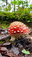 fly agaric mushroom