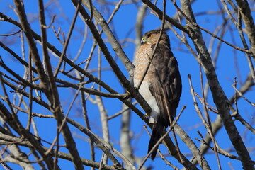Red shouldered hawk perched among tree limbs against blue sky. 